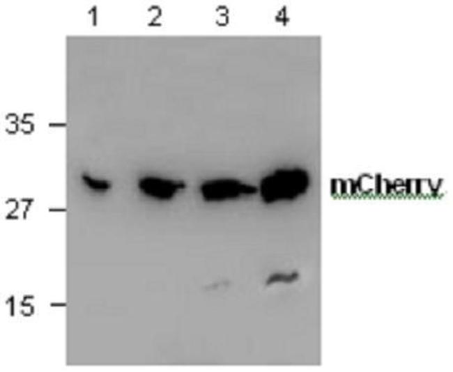 mCherry Antibody in Western Blot (WB)