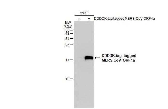 MERS Coronavirus ORF4a Antibody in Western Blot (WB)