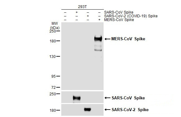 MERS Coronavirus Spike Protein S1 Antibody in Western Blot (WB)