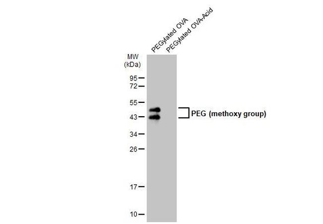 PEG (methoxy group) Antibody in Western Blot (WB)