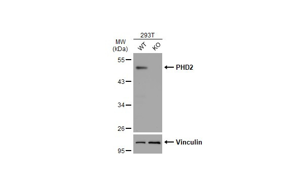 PHD2 Antibody in Western Blot (WB)