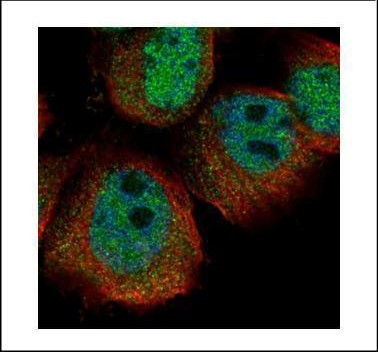 RPS27A Antibody in Immunocytochemistry (ICC/IF)