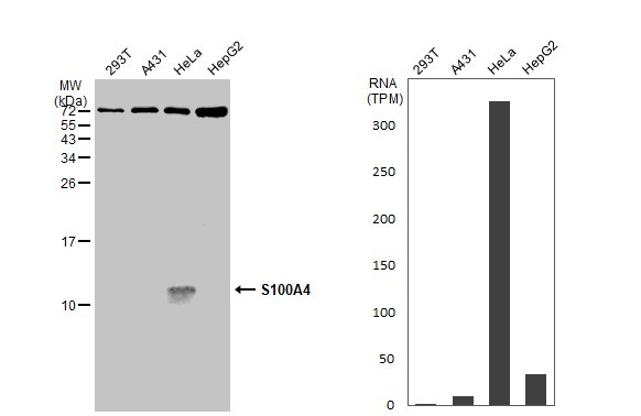 S100A4 Antibody in Western Blot (WB)