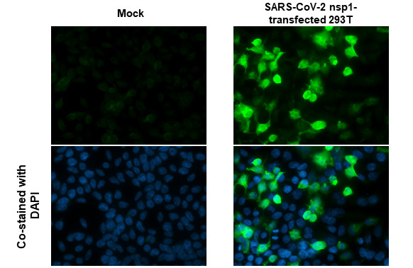 SARS-CoV-2 NSP1 Antibody in Immunocytochemistry (ICC/IF)