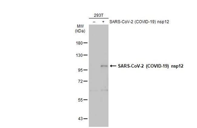 SARS-CoV-2 NSP12 Antibody in Western Blot (WB)