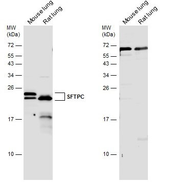 SFTPC Antibody in Western Blot (WB)