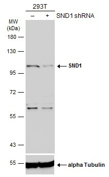 SND1 Antibody in Western Blot (WB)