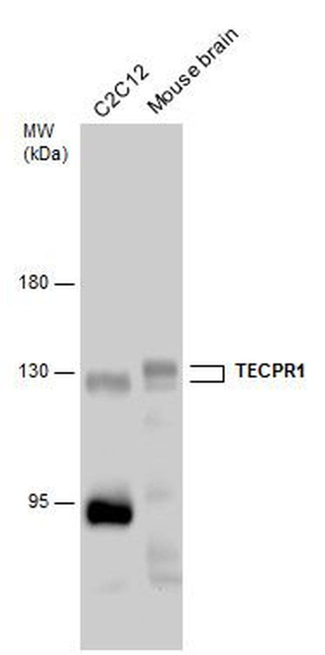 TECPR1 Antibody in Western Blot (WB)