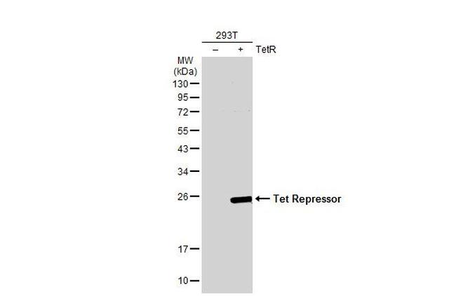 Tet Repressor Antibody in Western Blot (WB)