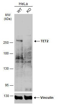 TET2 Antibody in Western Blot (WB)