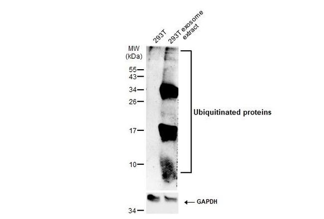 Ubiquitin Antibody in Western Blot (WB)