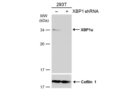 XBP1 Antibody in Western Blot (WB)