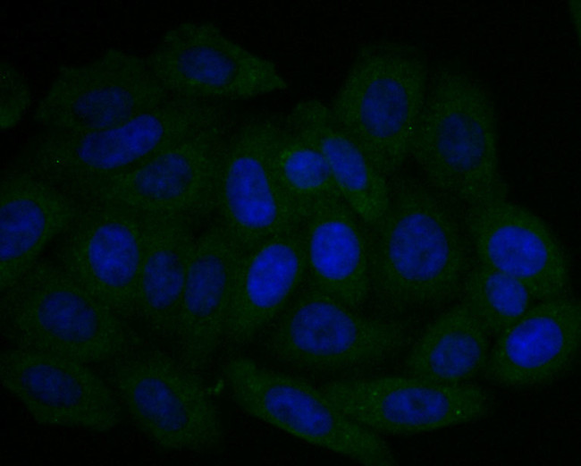 UQCRC2 Antibody in Immunocytochemistry (ICC/IF)