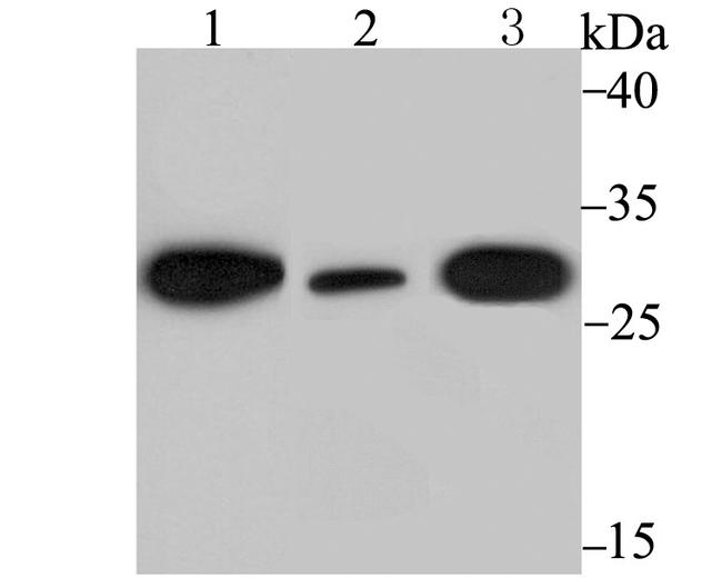 CHOP Antibody in Western Blot (WB)
