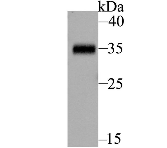 BOB-1 Antibody in Western Blot (WB)