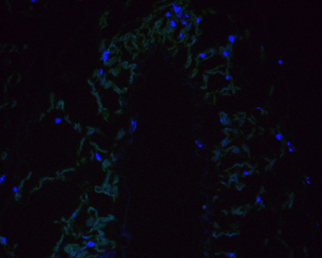 DWARF 14 Antibody in Immunohistochemistry (Paraffin) (IHC (P))