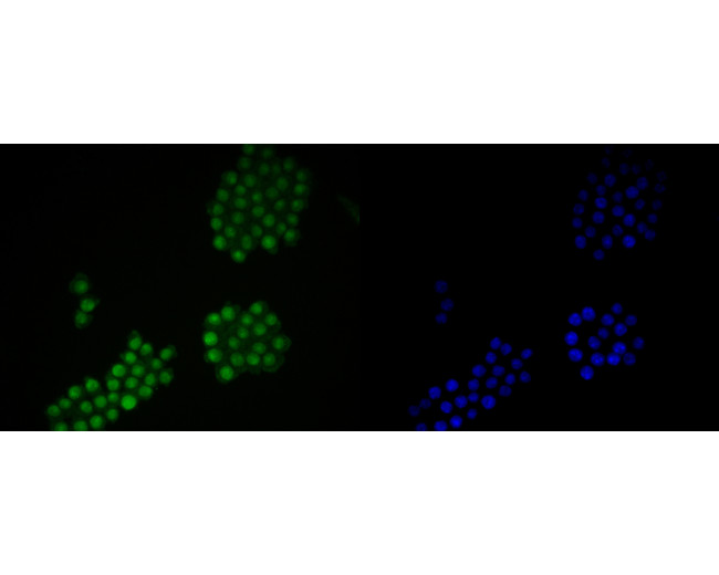 LMO2 Antibody in Immunocytochemistry (ICC/IF)