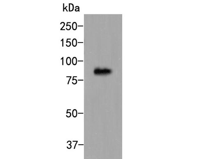 CDT1 Antibody in Western Blot (WB)