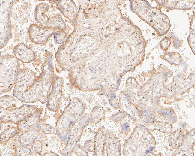 KPTN Antibody in Immunohistochemistry (Paraffin) (IHC (P))