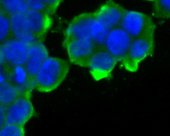 KCNQ4 Antibody in Immunocytochemistry (ICC/IF)