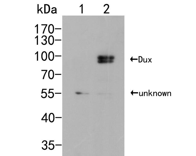 Pan Dux Antibody in Western Blot (WB)