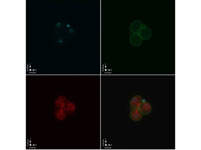 MuERVL-Gag Antibody in Immunocytochemistry (ICC/IF)