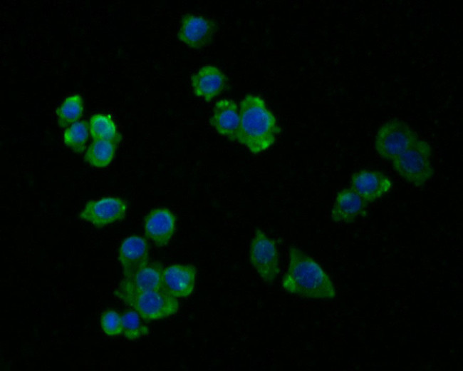 NLK Antibody in Immunocytochemistry (ICC/IF)