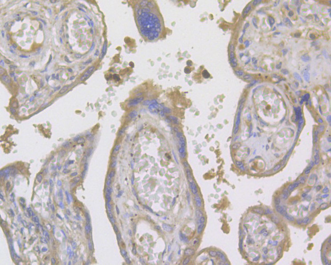 Factor IX Antibody in Immunohistochemistry (Paraffin) (IHC (P))