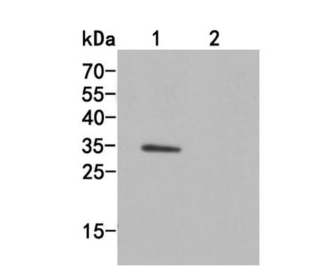 Strep Tag II Antibody in Western Blot (WB)