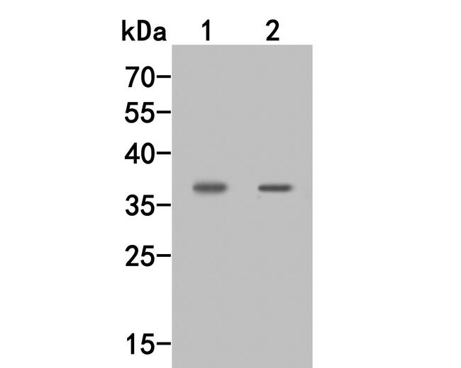 CD25 Antibody in Western Blot (WB)