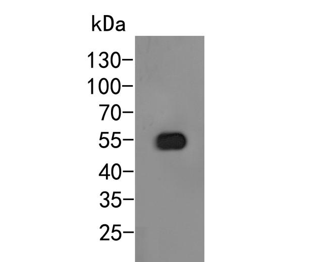 Arogenate Dehydratase Antibody in Western Blot (WB)