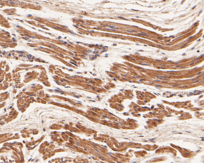GXYLT1 Antibody in Immunohistochemistry (Paraffin) (IHC (P))