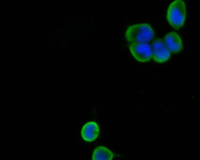 GNB3 Antibody in Immunocytochemistry (ICC/IF)