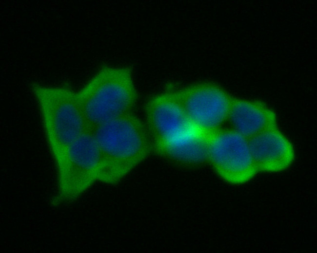 Wnt16 Antibody in Immunocytochemistry (ICC/IF)
