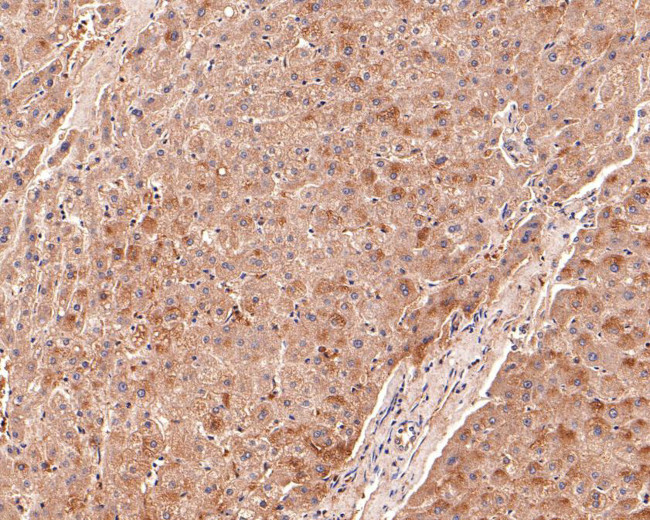 SPRY2 Antibody in Immunohistochemistry (Paraffin) (IHC (P))