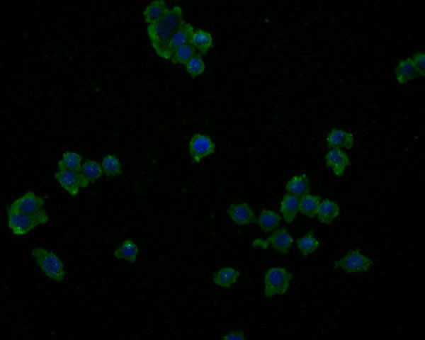 IL-32 Antibody in Immunocytochemistry (ICC/IF)