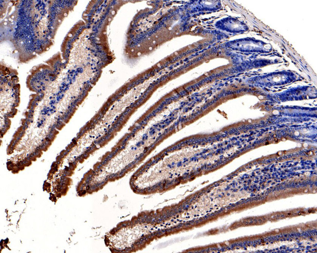 KCNK6 Antibody in Immunohistochemistry (Paraffin) (IHC (P))