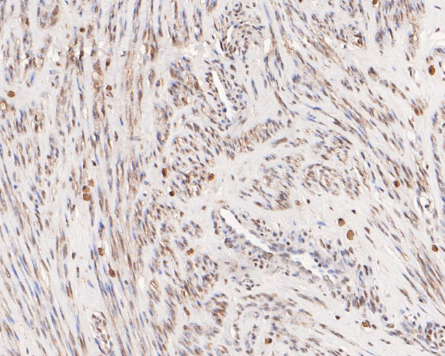 DRAP1 Antibody in Immunohistochemistry (Paraffin) (IHC (P))