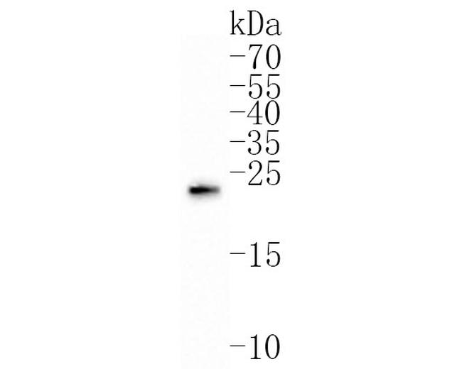 GREM2 Antibody in Western Blot (WB)