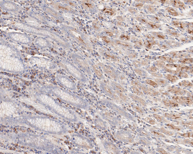 BTNL8 Antibody in Immunohistochemistry (Paraffin) (IHC (P))