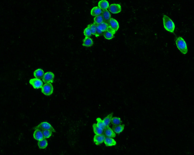 PYY Antibody in Immunocytochemistry (ICC/IF)