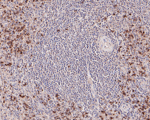 Granzyme B Antibody in Immunohistochemistry (Paraffin) (IHC (P))