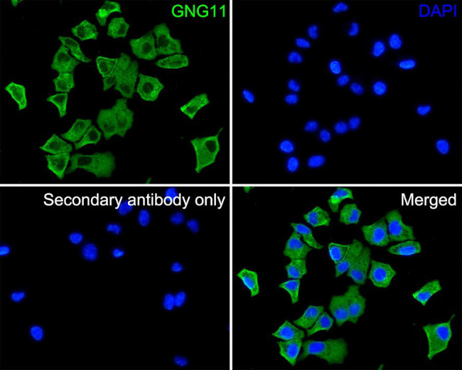 GNG11 Antibody in Immunocytochemistry (ICC/IF)
