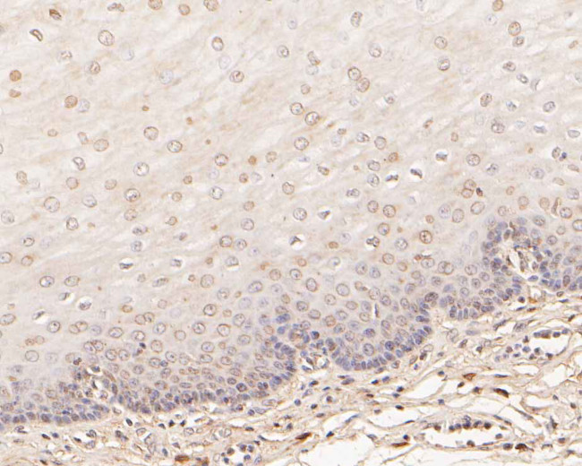 EEF1G Antibody in Immunohistochemistry (Paraffin) (IHC (P))