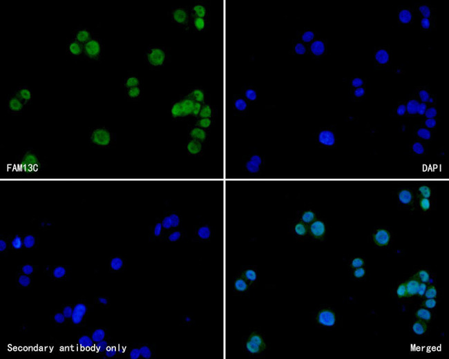 FAM13C Antibody in Immunocytochemistry (ICC/IF)