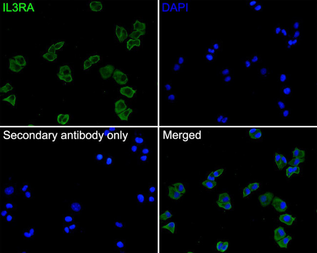 CD123 Antibody in Immunocytochemistry (ICC/IF)