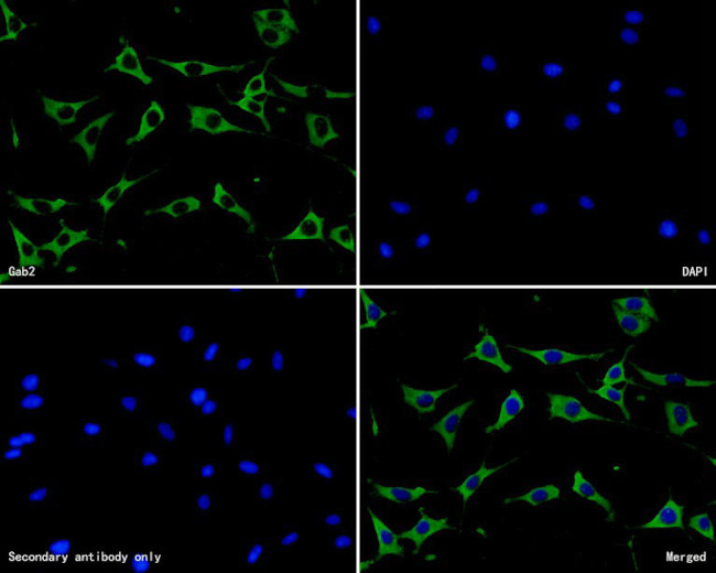 GAB2 Antibody in Immunocytochemistry (ICC/IF)
