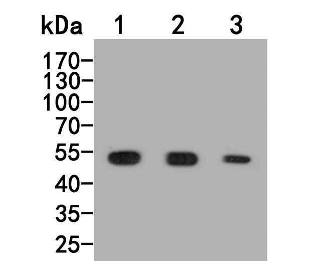 BMP-10 Antibody in Western Blot (WB)