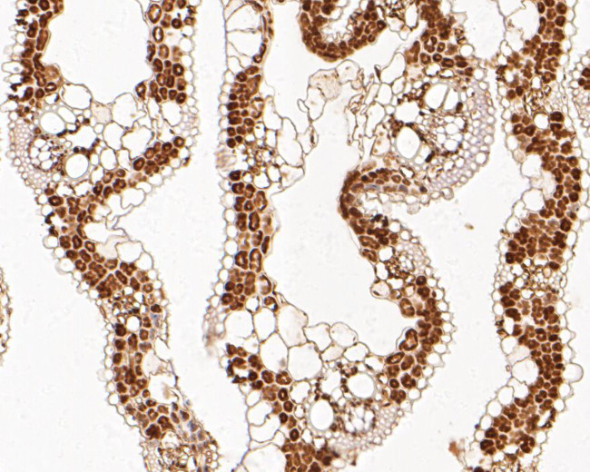 Os11g0569800 Antibody in Immunohistochemistry (Paraffin) (IHC (P))