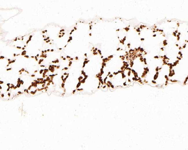 TMK4 Antibody in Immunohistochemistry (Paraffin) (IHC (P))
